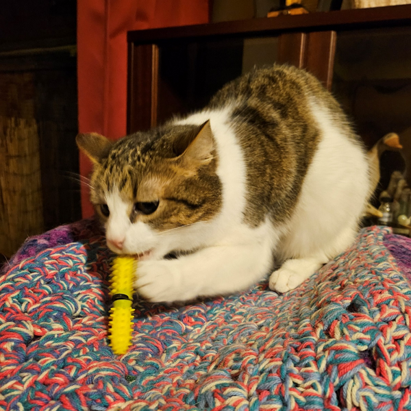 A calico cat sits on a colorful chunky knit blanket, chewing on a Dental Wand health toy brushing its teeth.
