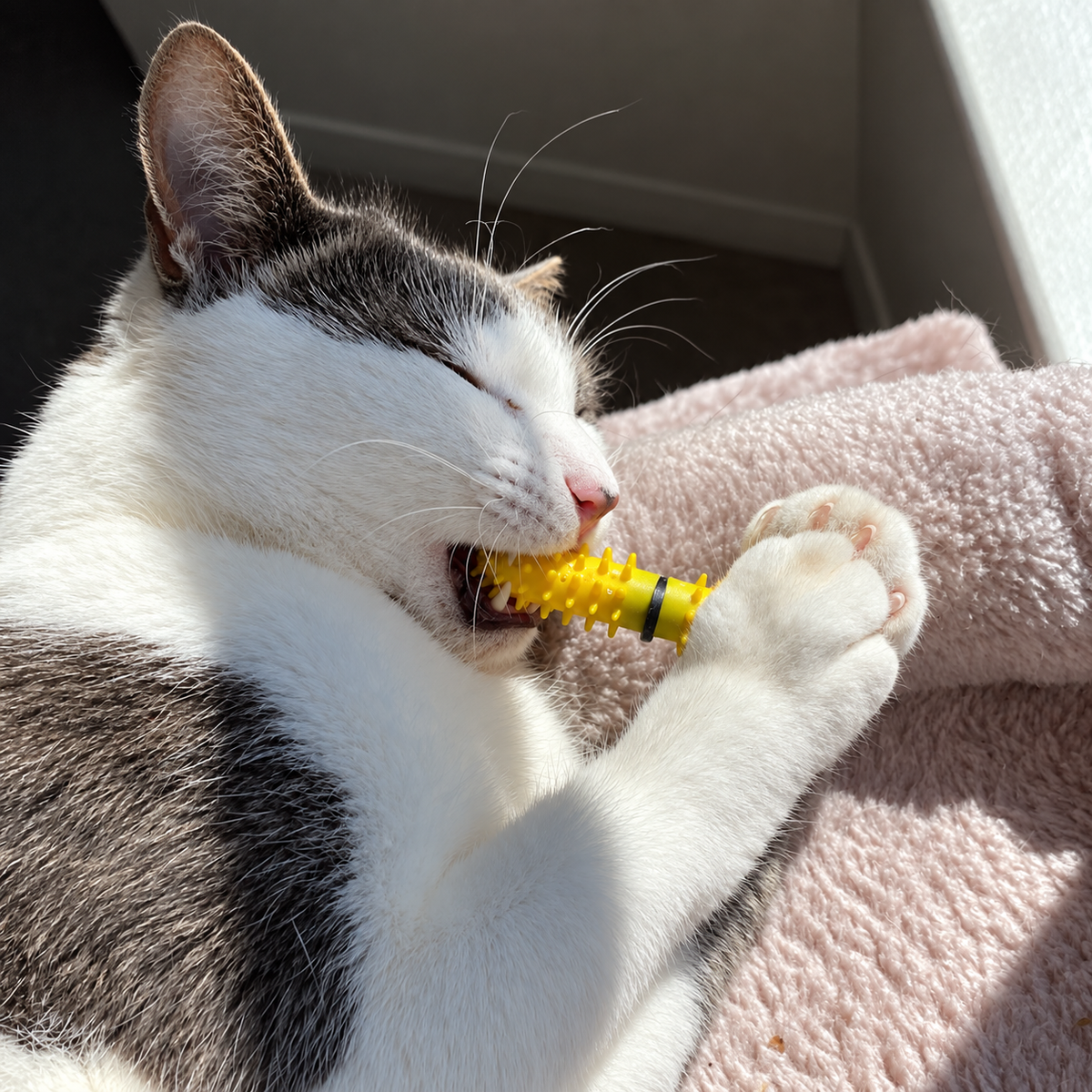 A white and gray cat lying on a pink blanket, biting and chewing a Dental Wand to clean its teeth