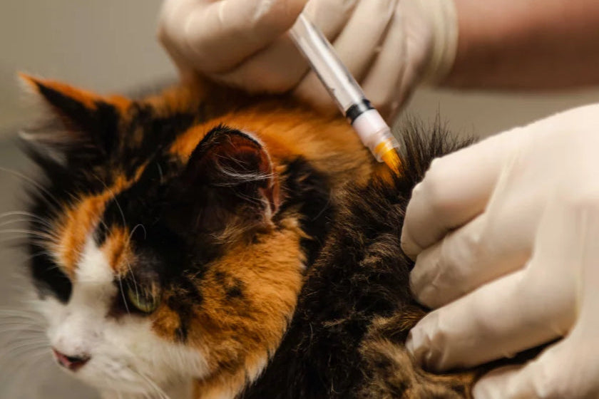 LEARN CAT FRIENDLY INJECTION TECHNIQUES