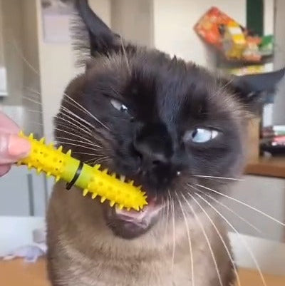 A close-up of a cat with a dark face and cream body biting a Dental Wand which is brushing its teeth