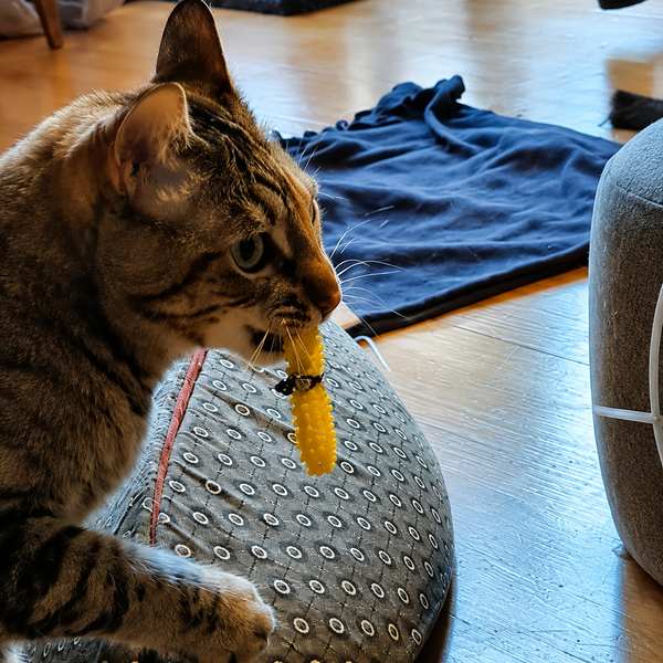 A tabby cat holds a Dental Wand health toy in its mouth while sitting on a gray patterned cushion in a home setting with a wooden floor and a blue sweatshirt in the background.