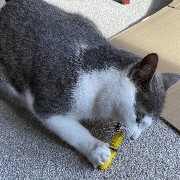 A gray and white cat lies on a gray carpet, chewing on a Dental Wand which is brushing its teeth. in a home setting with furniture legs and a cardboard box visible.