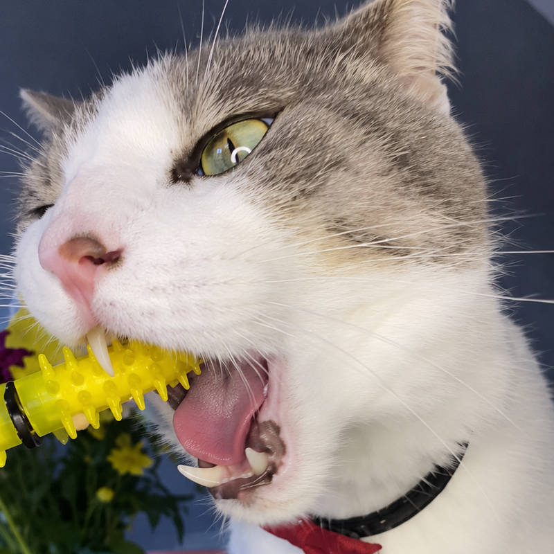 A close-up of a white and gray cat with its mouth wide open, biting aDental Wand health toy brushing its teeth. The cat is wearing a black collar with a red bow tie, set against a dark gray background with a pink box and a glass vase of flowers.