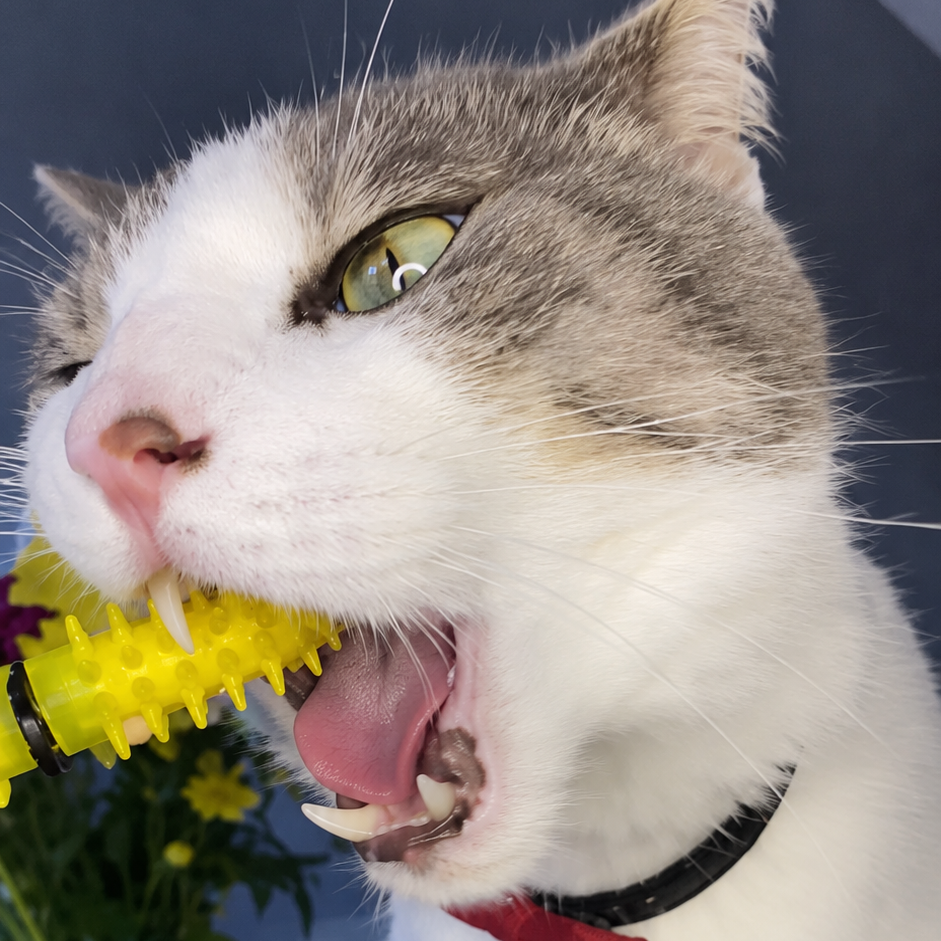 A close-up of a white and gray cat with its mouth wide open, biting a Dental Wand to clean it's teeth. The cat is wearing a black collar with a red bow tie, set against a dark gray background with a pink box and a glass vase of flowers.