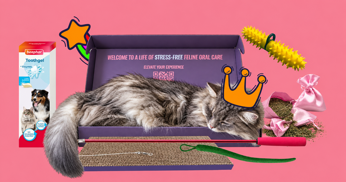 A fluffy gray tabby cat is curled up asleep inside an open Inventor Cat subscription box. The box lid displays the text 'WELCOME TO A LIFE OF STRESS-FREE FELINE ORAL CARE' and the brand 'Inventor Cat'.