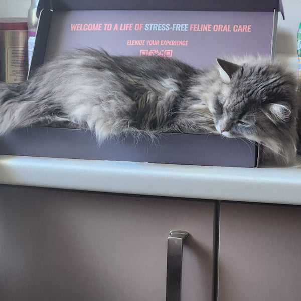 A fluffy gray long-haired cat is lying on top of a Dental Wand Starter Kit Box pet care subscription box on a kitchen counter, surrounded by various household and pet products.