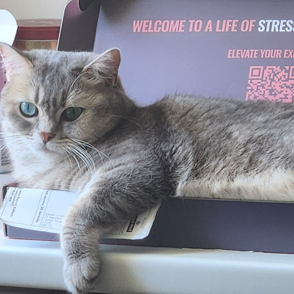 A gray tabby cat with blue eyes rests inside an openDental Wand Starter Kit box for feline oral care, with household items visible on the shelf around it.