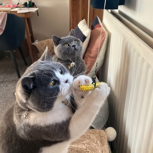 Two gray and white cats indoors, with one cat standing on a cushion and reaching for aDental Wand health toy to brush its teeth near a radiator in a home setting.