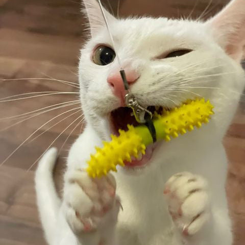 A white cat biting a Dental Wand which is brushing its teeth; its set against a wooden floor background.