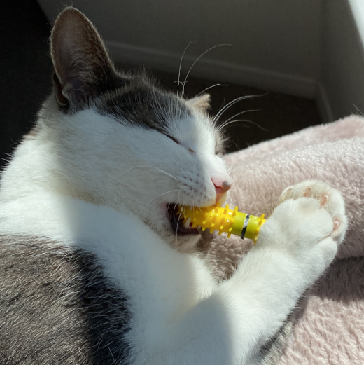 A white and gray cat lying on a pink blanket, biting and chewing a Dental Wand health toy brushing its teeth in bright sunlight.