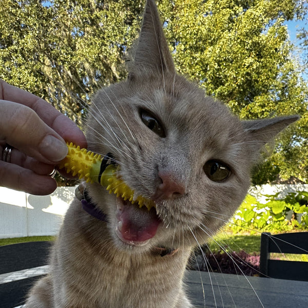 A light brown cat outdoors on a dark table, biting a Dental Wand health toy brushing its teeth whilst held by a human hand.