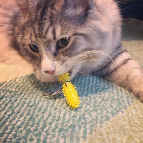 A gray tabby cat lying on a textured blue and beige rug, biting a Dental Wand which is brushing its teeth.