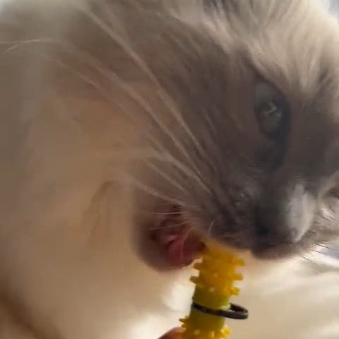 A close-up of a cat biting a Dental Wand health toy brushing its teeth whilst being held by a human hand.