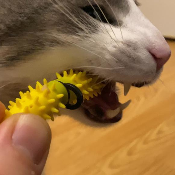 A close-up of a gray and white cat biting a Dental Wand which is brushing its teeth. It is held by a human hand, with a wooden floor in the background.