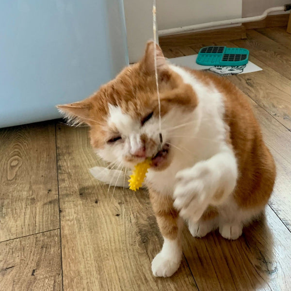 An orange and white cat sitting on a wooden floor, biting a Dental Wand which is brushing its teeth.