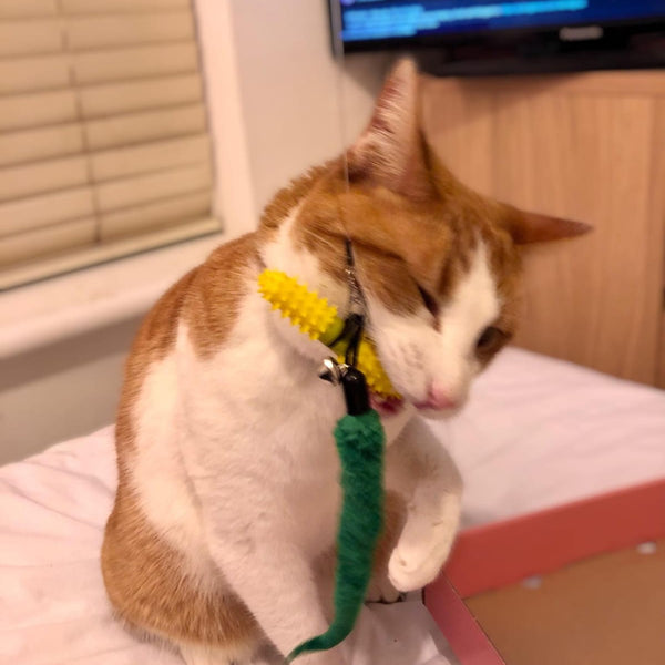 An orange and white cat biting a Dental Wand which is brushing its teeth, sitting on a bed in a home setting. 