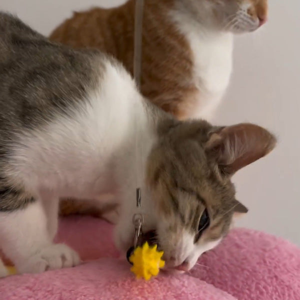 Two cats, one gray and white and one orange and white, interacting with a Dental Wand which is brushing its teeth