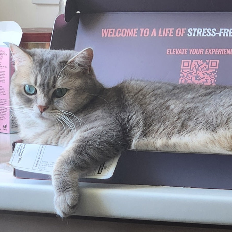 A gray tabby cat with blue eyes rests inside an open dental wand starter kit box for feline oral care, with a can of lemonade and other household items visible on the shelf around it.