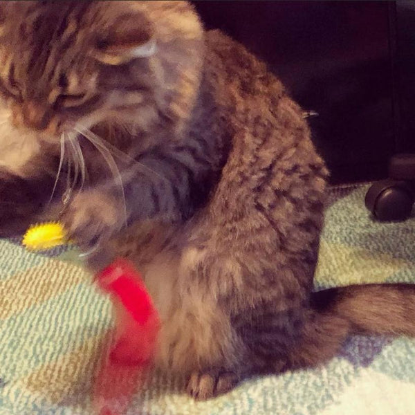 A fluffy brown tabby cat sitting on a blue and white patterned blanket, playing with a Dental Wand which is brushing its teeth.
