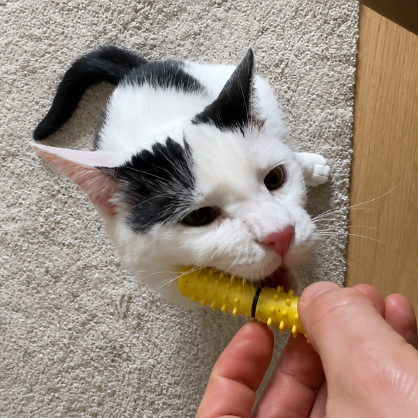 A black and white cat lying on a beige carpet, biting a yellow Dental Wand health toy brushing its teeth whilst its being held by a human hand. A light wood floor is visible on the right.