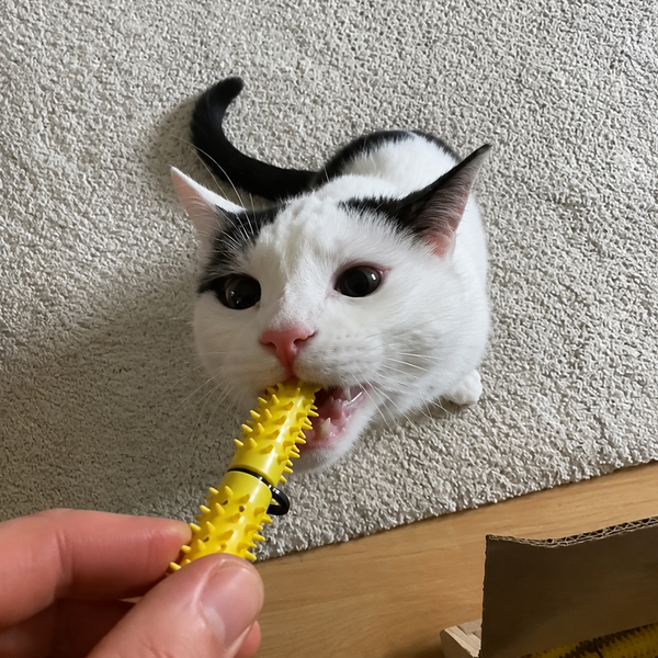 A black and white cat biting a Dental Wand which is brushing its teeth. It is  held by a human hand on a beige carpet.