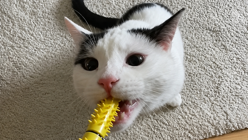 A black and white cat biting a yellow Dental Wand to clean its teeth. It is held by a human hand on a beige carpet.