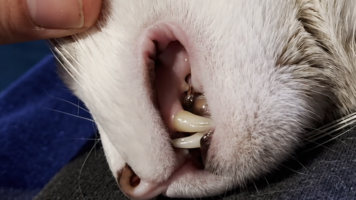 A close-up of a white cat with grey patches sleeping while his teeth are being gently examined by a hand. The cat is wearing a red and black collar.