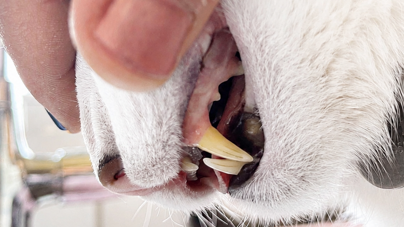 A close-up of a person's hand holding open a white cat's mouth while checking its teeth, with a sink and faucet visible in the background.