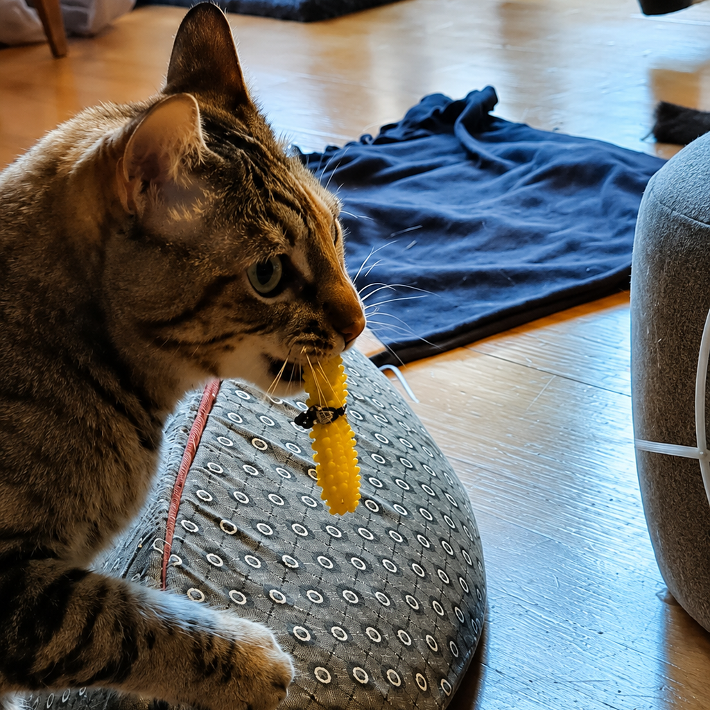 A brown tabby cat holds a dental wand health toy in its mouth to clean it's teeth the cat friendly way. While walking on a gray patterned cat bed on a wooden floor.