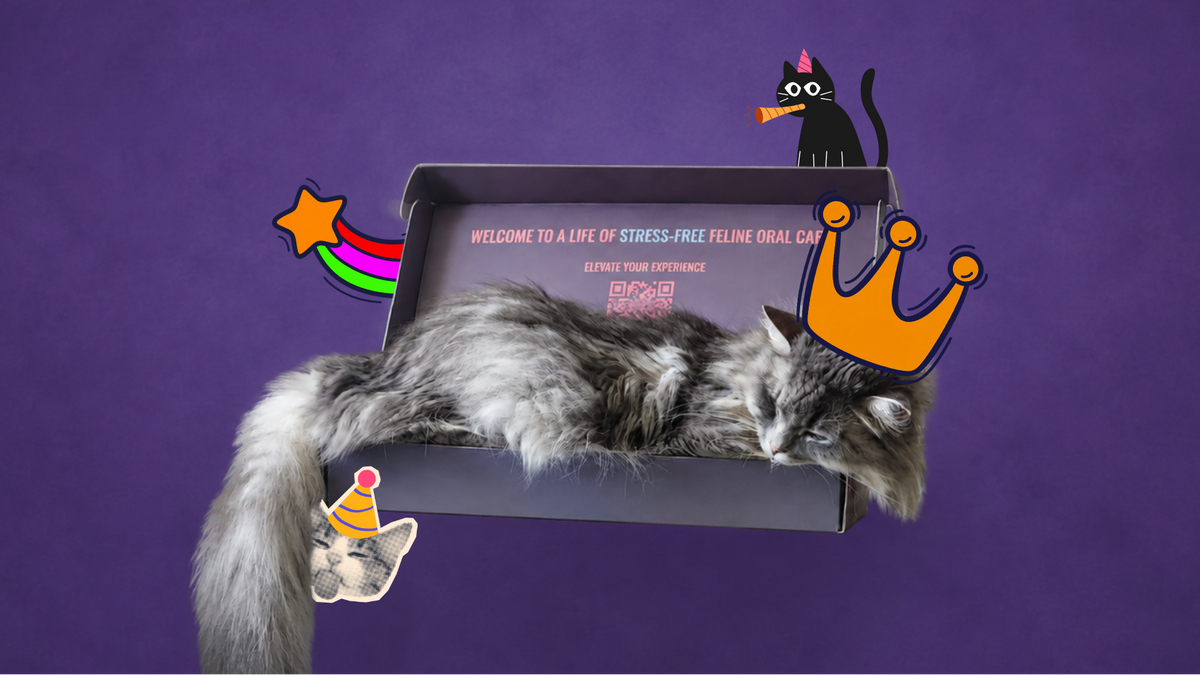 A fluffy gray tabby cat rests inside an open black box against a solid purple background, with cartoon-style graphics including a black cat with a pink bow, a rainbow star, and an orange crown.