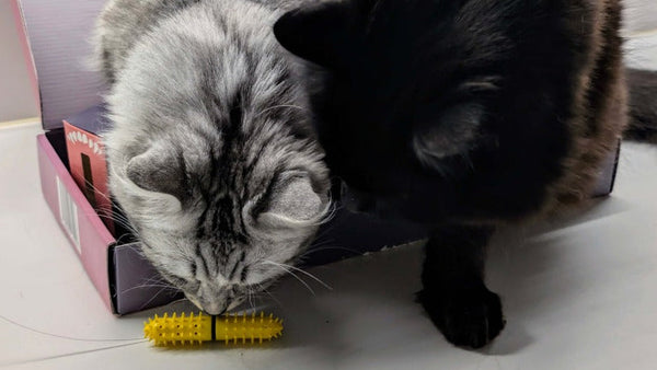 Two cats, one silver tabby and one black, interacting with a Dental Wand health toy inside and beside an open Dental Wand starter kit.